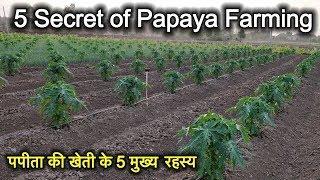 5 Secret of Papaya Farming पपीता की खेती के 5 मुख्य बिंदु पपीता की खेती की जानकारी papaya farming