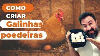 DICAS COMO INICIAR A CRIAR GALINHAS POEDEIRAS E TER OVOS TODOS OS DIAS