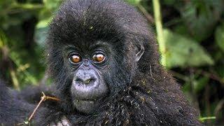 The Mountain Gorillas of Rwanda Africa Video