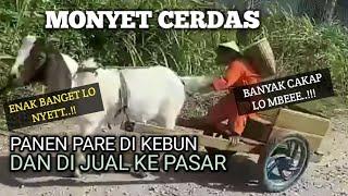 MONYET PINTAR memanen buah pare dan menjualnya ke pasar  CUTIS