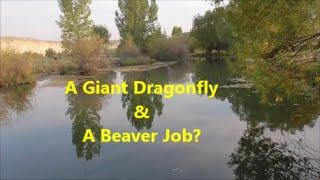 Giant Dragonfly & a Beaver Job?