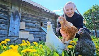 УРА У нас пополнение - НАСТОЯЩЕЕ ХОЗЯЙСТВО Наша ЖИЗНЬ В ДЕРЕВНЕ и ремонт в старом доме