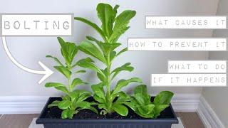 BOLTING In Lettuce What Causes It - How to Prevent It - What To Do If It Happens