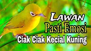 Ciak Ciak Kecial Kuning Gacor Bikin Rajin Joss Gacor Pasti Emosi