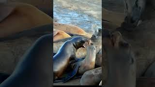 La Jolla Sea Lions #shorts #animals