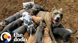 Mama Pitties Are The Best Moms  The Dodo