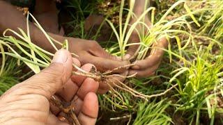 HOW TO GROW GARLIC CHIVES