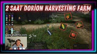 Rise Online Dorion 2 Saat Harvesting Farm