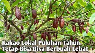 Kebun Kakao Lokal Berbuah Lebat Saat Harga Tembus Diatas 130 RbKg 