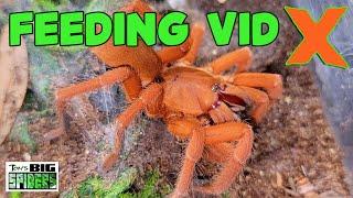 Tarantula Feeding Video X - October 2022