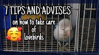 How to take care of lovebirds  Complete Care Guide For Lovebirds