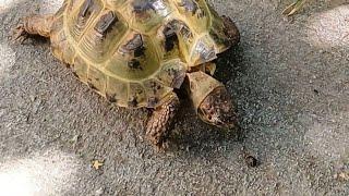 Russian tortoise eating bunny poop?