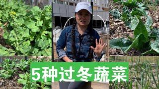 ENG SUB 5种过冬蔬菜下雪也不死春天一到马上吃 Five Winter Hardy Vegetables