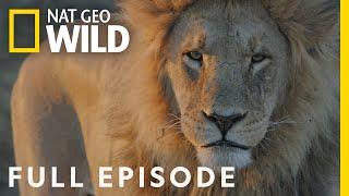 Lion Uprising The King Defends His Throne Full Episode  Savage Kingdom