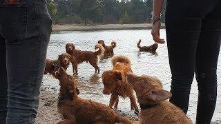Toller group walk with 26 Tollers in the Netherlands