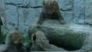 Baby Cheetahs Attract Thousands