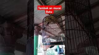 Murai Batu Nembak gacor