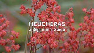 How to look after Heucheras  Grow at Home  RHS