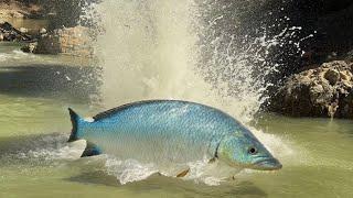big fish in the river อัดน้ำเข้า￼เขื่อนไฟฟ้าชาวบ้านพากันหาปลา