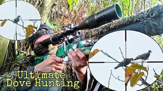 Ultimate Dove Hunt  pcp airgun hunting