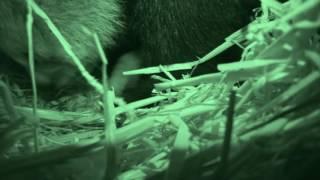 Red Panda Cubs At Longleat