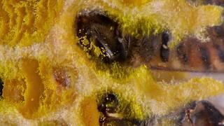 Inside the Bee Hive what honey bees do.  See eggs larvae Queen Laying Eggs pollen Condensation