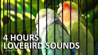 Peach-Faced Lovebird Sounds 4 Hours - Seagreen & Wild Green