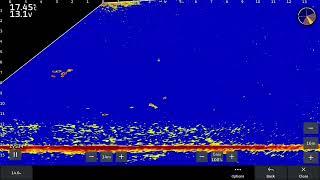 Pike Session 2 Livescope