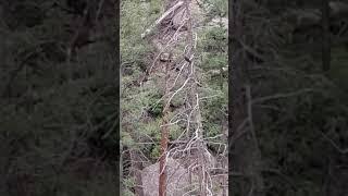 Zone Tailed Hawks in Bayo Canyon Los Alamos NM