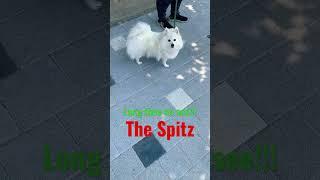 Long time no see The Spitz ไม่เจอกันนาน เดอะสปิตซ์ #shortsvideo #cutedog #dogvlog