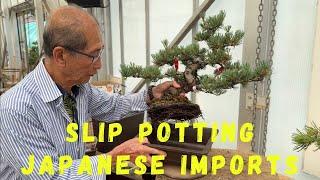 Slip Potting Japanese Imports