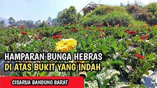 Kebun Bunga Hebras  Gerbera Yang Cantik Dan Luas Di Atas Bukit