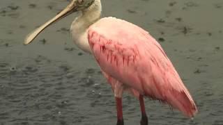 Spoonbill In The Rain