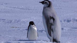 Adelie Penguin Slaps Giant Emperor Chick