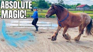 The ULTIMATE Connection Between Horse & Rider Liberty & Tackless Training