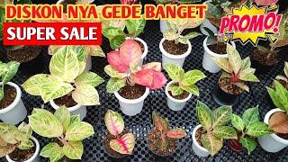 DISKONNYA GEDE NGTTT‼️ Aglonema Lokal Rawatan SUPER SALE  486