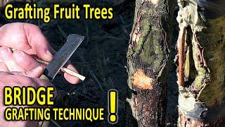 BRIDGE Grafting Technique  How to SAVE a DAMAGED FRUIT TREE with this grafting technique