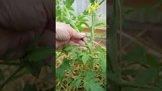 Tomaten ausgeizen  So verhinderst du die Braunfäule an deinen Tomatenpflanzen 