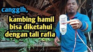 cara mengetahui kambing hamil cukup dengan tali rafiapasti akurat