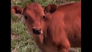 Red Heifer in the Bible  What Is a Red Heifer