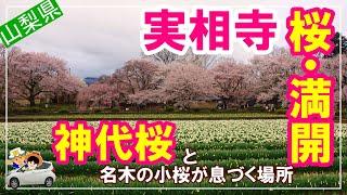 【実相寺わに塚の桜】樹齢2000年の日本三大桜　神代桜と名木の子桜が息づく場所、実相寺。そして同じ山梨県の名木、わに塚の桜など桜の名所巡りを夫婦ドライブでご紹介。