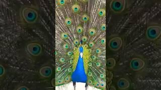 peacock voice and dance #bird #birds #nature #peacockbeauty #wildbird #peace #peacockdance