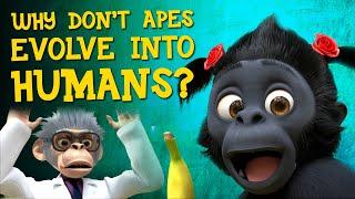 Why don’t apes evolve into humans?  Andrew Mary and other apes  1st episode