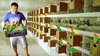 100 Pasang Peternak Lovebird Afrika Saya - Temukan formula HANDFEED DIY saya untuk bayi burung