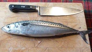 How to clean and prepare fish before cooking  How to gut a fish  How to clean fish - Gutting fish