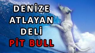 Denize Girmeye Can Atan Pitbull Cinsi Köpek