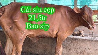 2606Trại bò phong ba tri 2Báo giá công khai tiếp tục nhé cả nhà