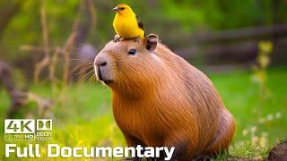 Capybaras the Largest and ‘Chillest’ Rodents in the World  Wild Animals Documentary 4K