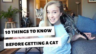 10 things I WISH I knew BEFORE getting a catkitten