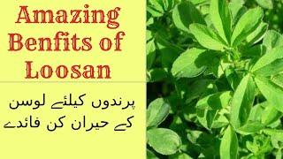 Benefits of Losan لوسن for Birds  Treatment of infertility in Birds Increase Humidity to avoid DIS